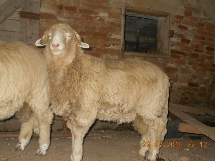 DSCN4667 - Productia De Miei 2015