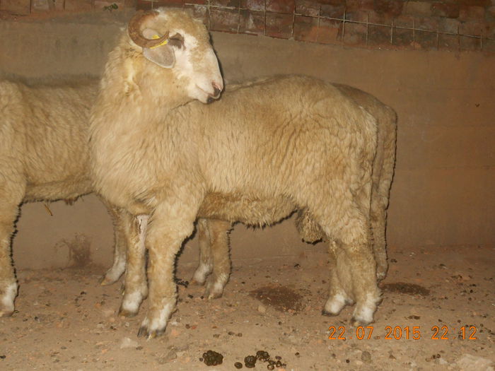 DSCN4669 - Productia De Miei 2015