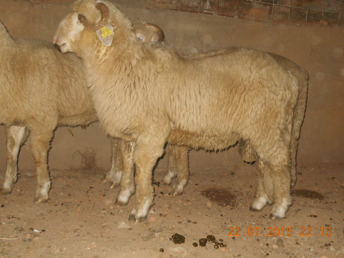 DSCN4670 - Productia De Miei 2015