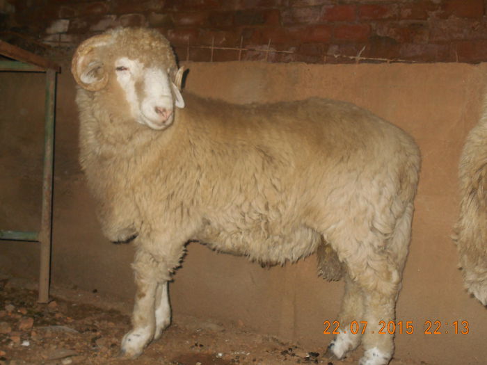 DSCN4672 - Productia De Miei 2015