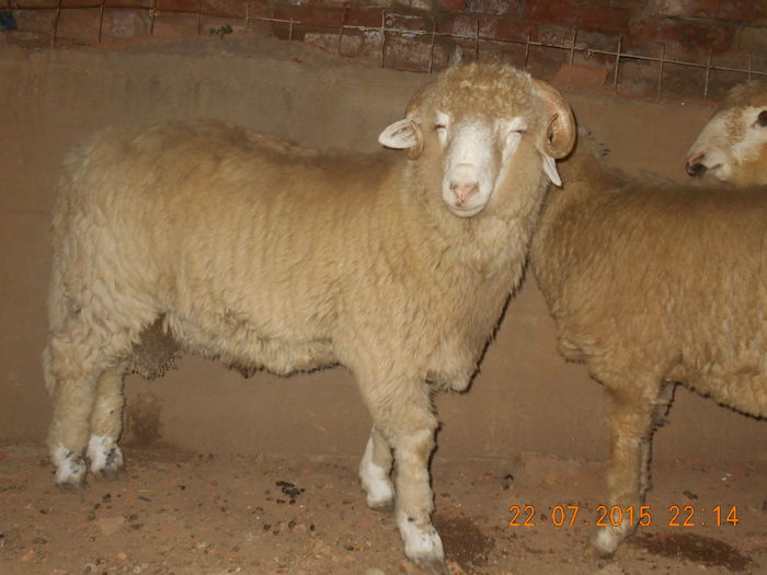 DSCN4677 - Productia De Miei 2015