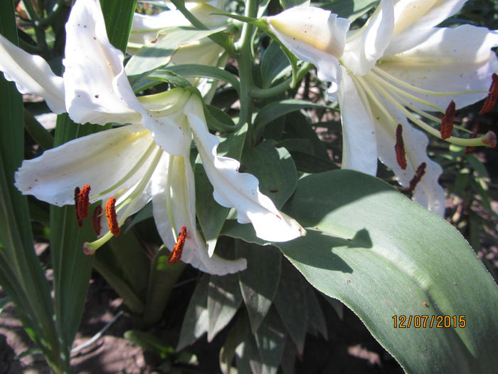 IMG_0152 - Flori de gradina-2015Vara