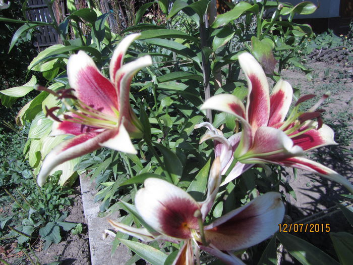 IMG_0154 - Flori de gradina-2015Vara