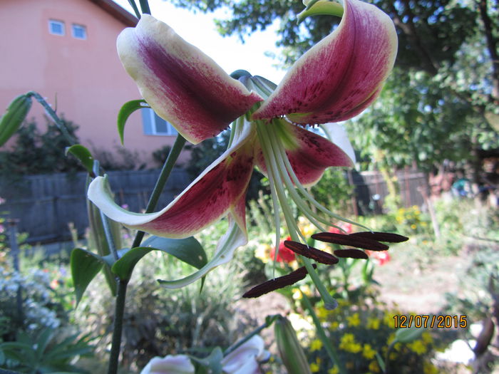 IMG_0160 - Flori de gradina-2015Vara