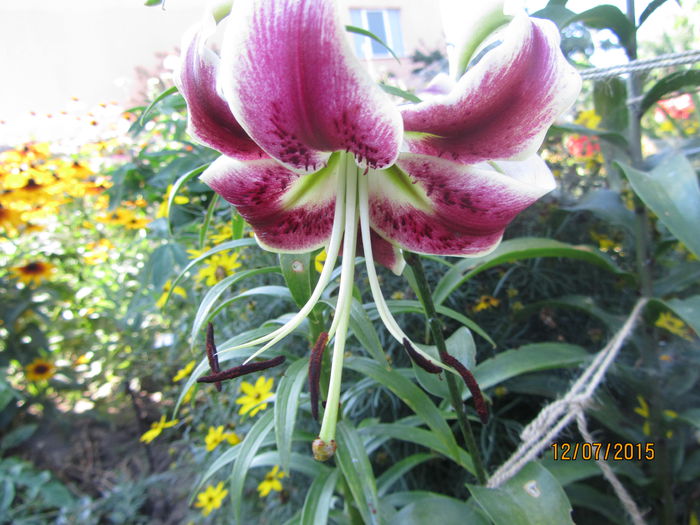 IMG_0161 - Flori de gradina-2015Vara