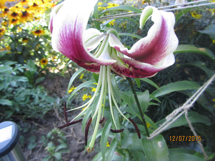 IMG_0162 - Flori de gradina-2015Vara
