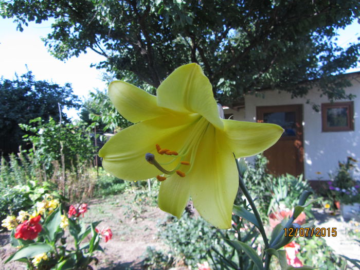 IMG_0159 - Flori de gradina-2015Vara