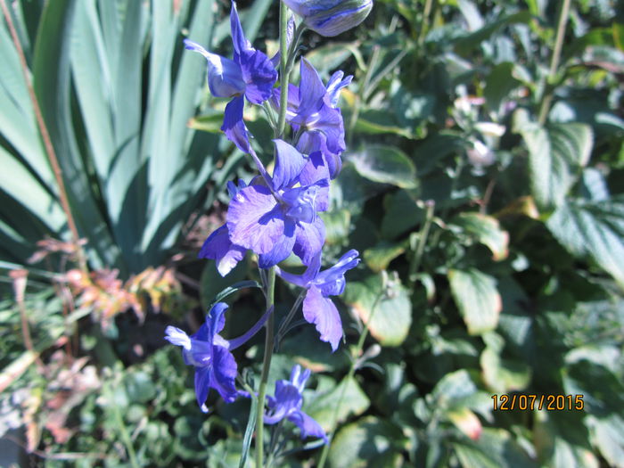 IMG_0155 - Flori de gradina-2015Vara