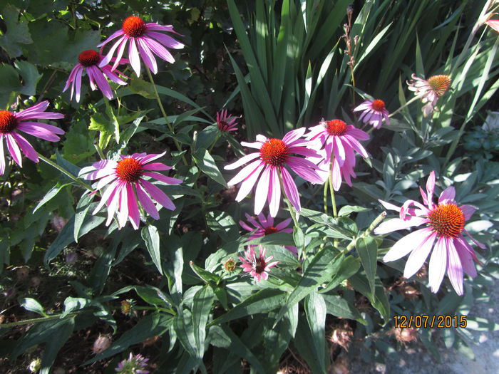 IMG_0167 - Flori de gradina-2015Vara