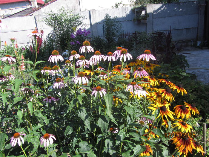 IMG_0157 - Flori de gradina-2015Vara