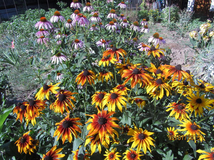 IMG_0158 - Flori de gradina-2015Vara