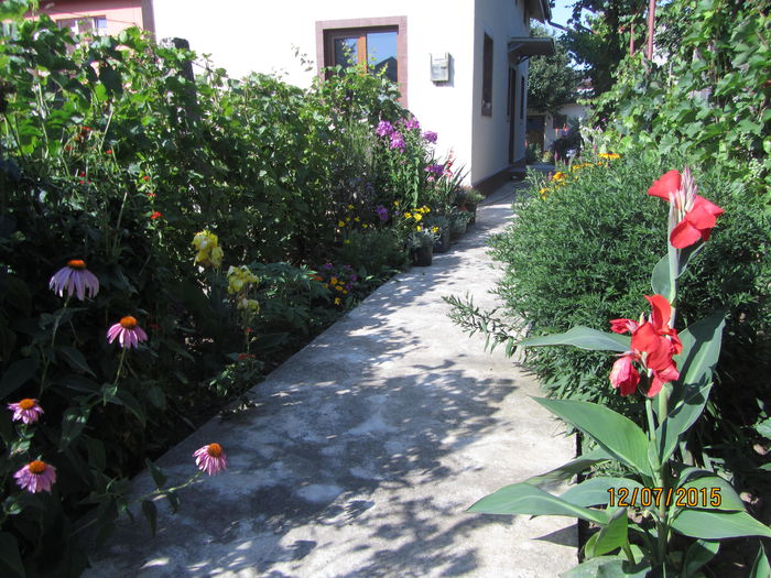 IMG_0168 - Flori de gradina-2015Vara