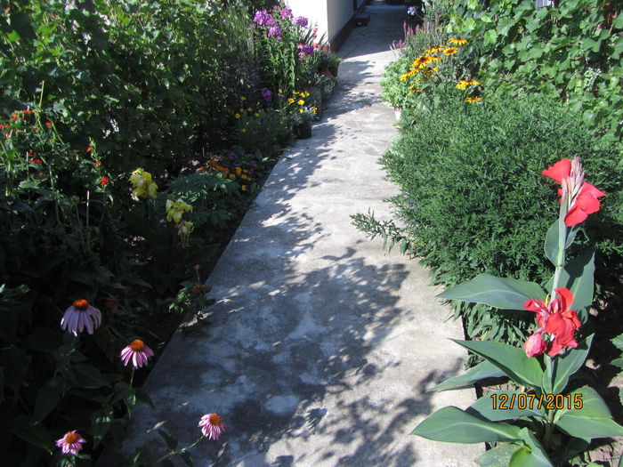 IMG_0169 - Flori de gradina-2015Vara