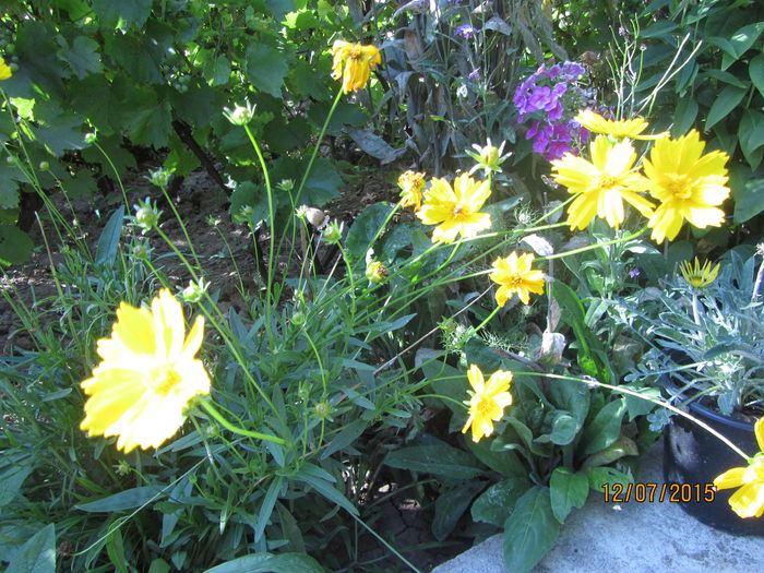 Coreopsis Grandiflora -Heliot- - Flori de gradina-2015Vara