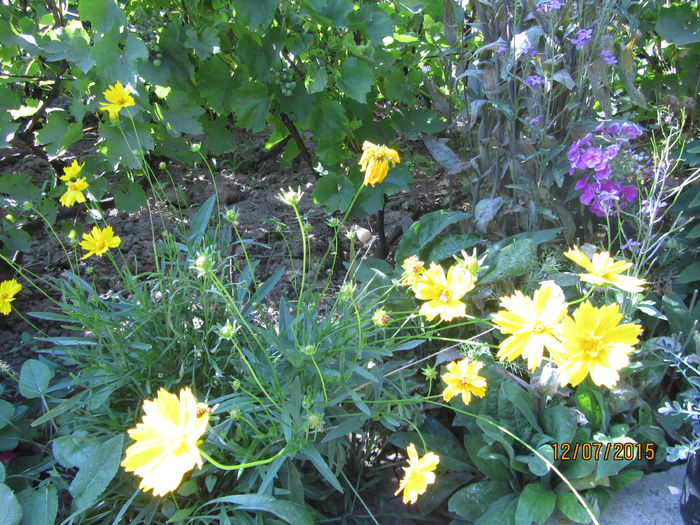 IMG_0171 - Flori de gradina-2015Vara