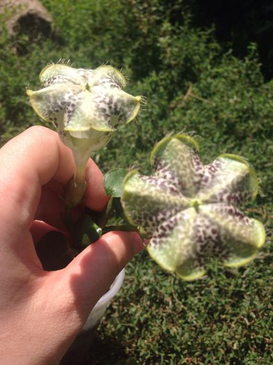 floarea parasuta - Plante 2015