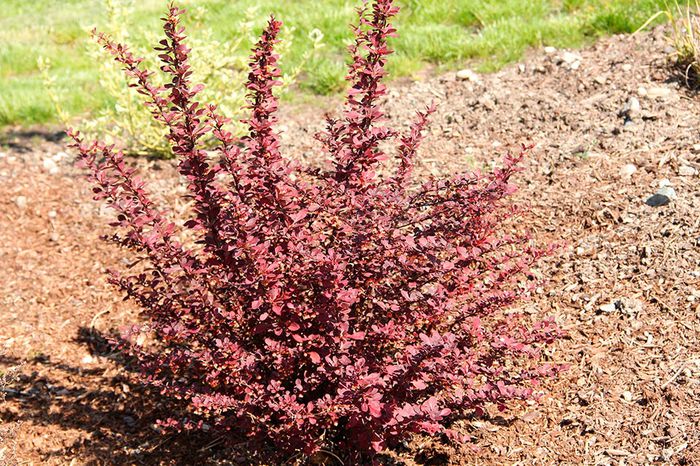 berberis-ruby-carousel-011