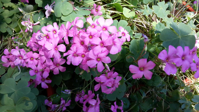 oxalis - iulie 2015