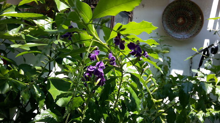 duranta incepe spectacolul