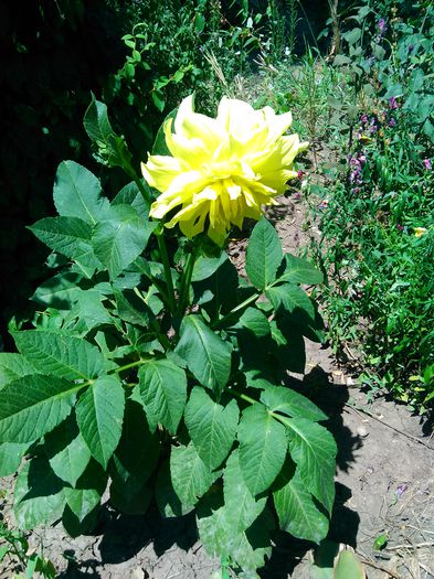 IMG_20150723_132506 - florile mele