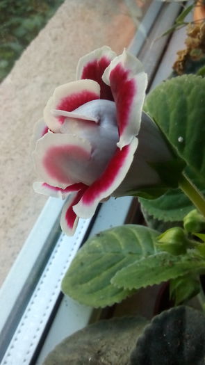 Scarlet - Gloxinia_spectaculoase