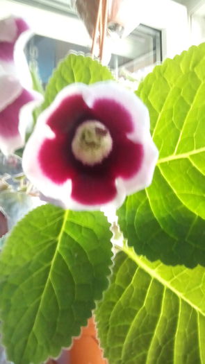 Kaiser Friedrich. - Gloxinia_spectaculoase