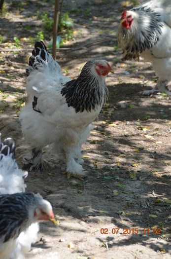 DSC_0088; gaina didi
