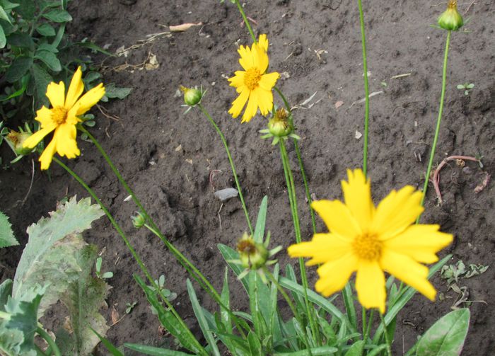 helenium hoopesii