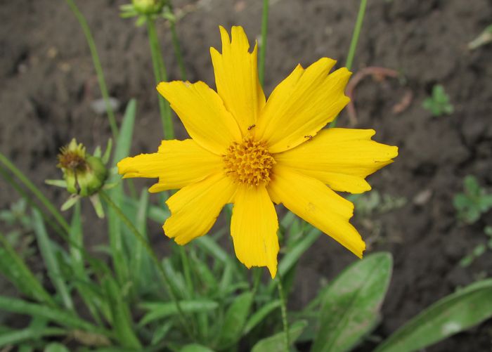 16 iulie, helenium hoopesii