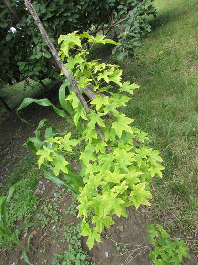 Liquidambar styraciflua - 2015 gradina de la tara