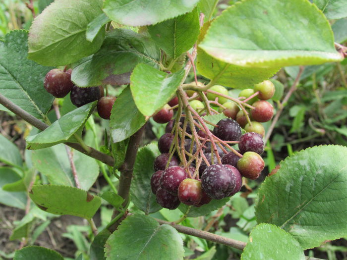arbore de stafide