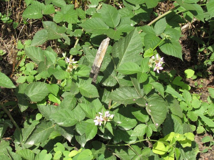 IMG_1867 - 2015 gradina de la tara