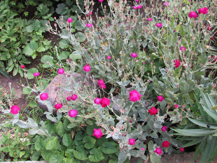Lychnis coronaria