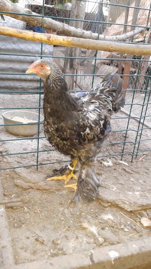 20150722_203519 - Pui brahma 2015