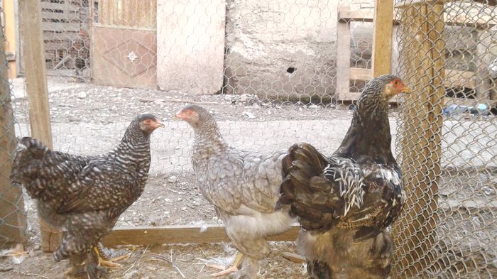 20150722_203546 - Pui brahma 2015