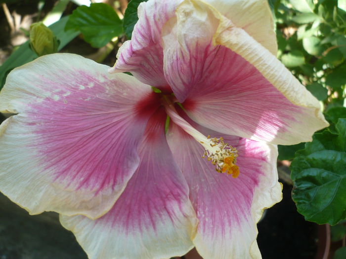 P1230237