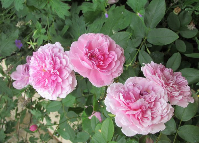 16 iulie,Harlow Carr