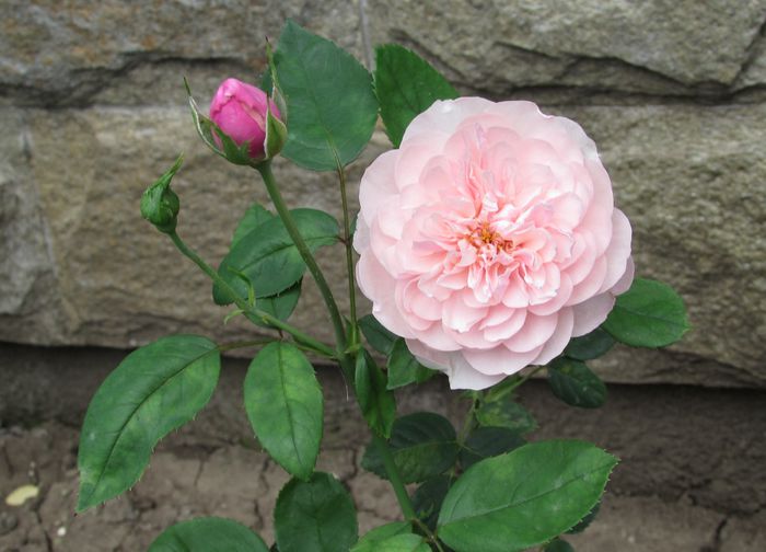 The Alnwick Rose - 2015 trandafiri -IV