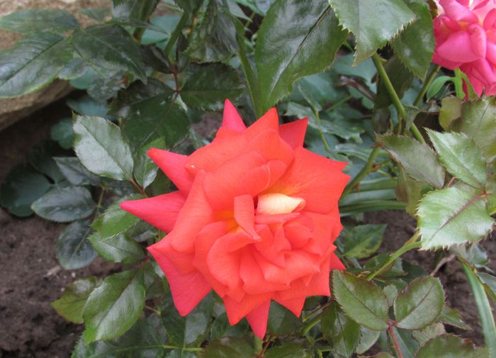 Parfum de Grasse - 2015 trandafiri -IV
