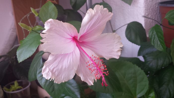 Pink Wings  23.07.2015 - Flori 2015