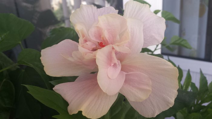 20150723_131420 - Flori 2015