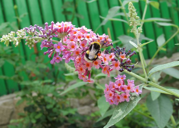 budleja flower power - 2015 plantele mele - II