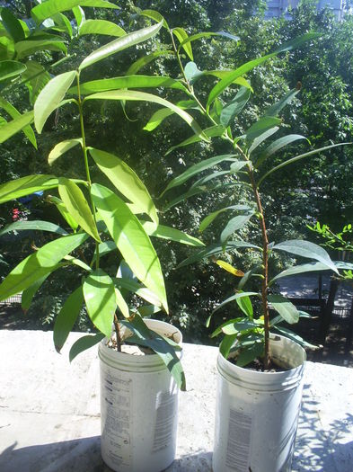 S5030065 - Syzygium Jambos