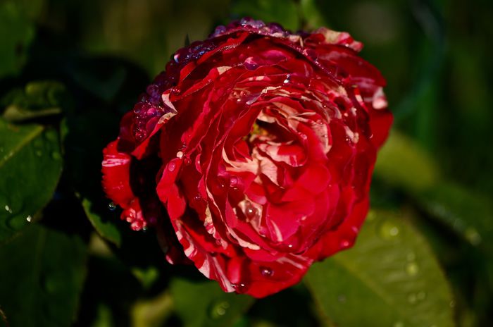 07.2015 - Belle d Espinouse