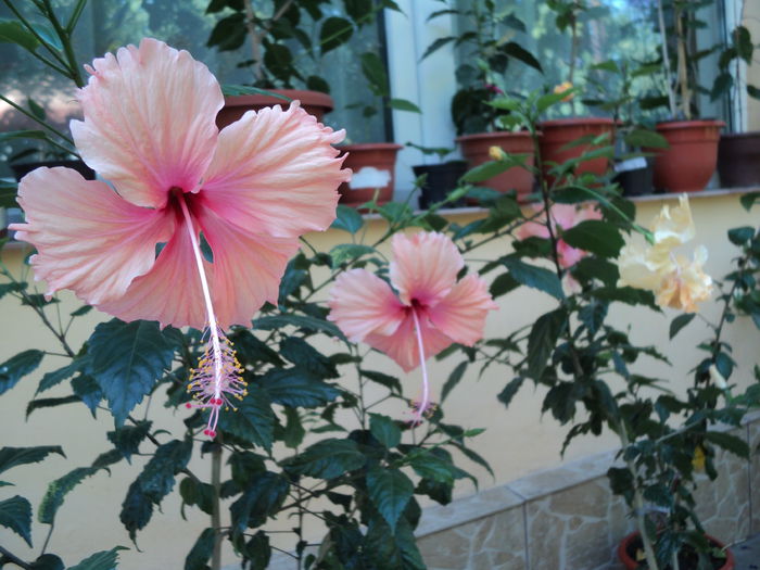 DSC02939 - hibiscusi 2015