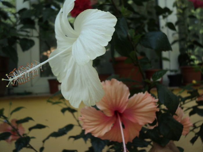 DSC02943 - hibiscusi 2015
