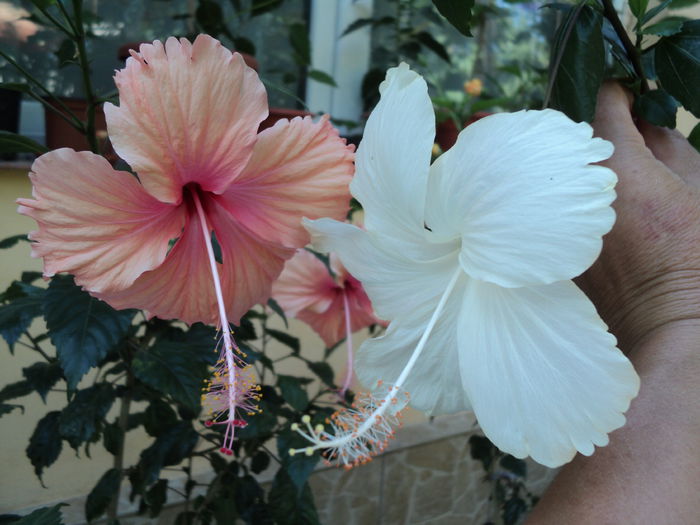 DSC02944 - hibiscusi 2015