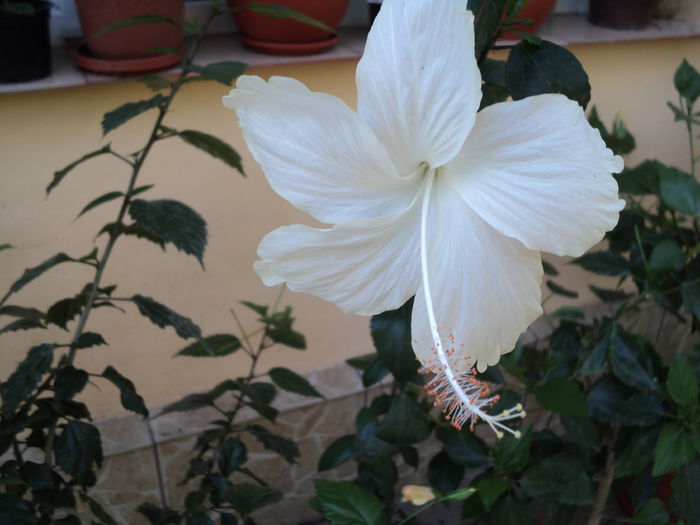 DSC02945 - hibiscusi 2015