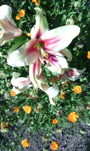 IMG_20150717_175611[1]