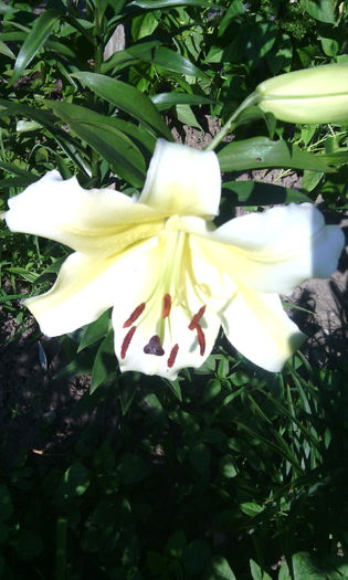 IMG_20150717_175921[1]